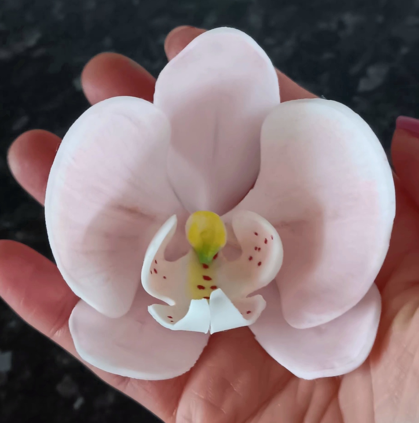 Large sugar Orchid